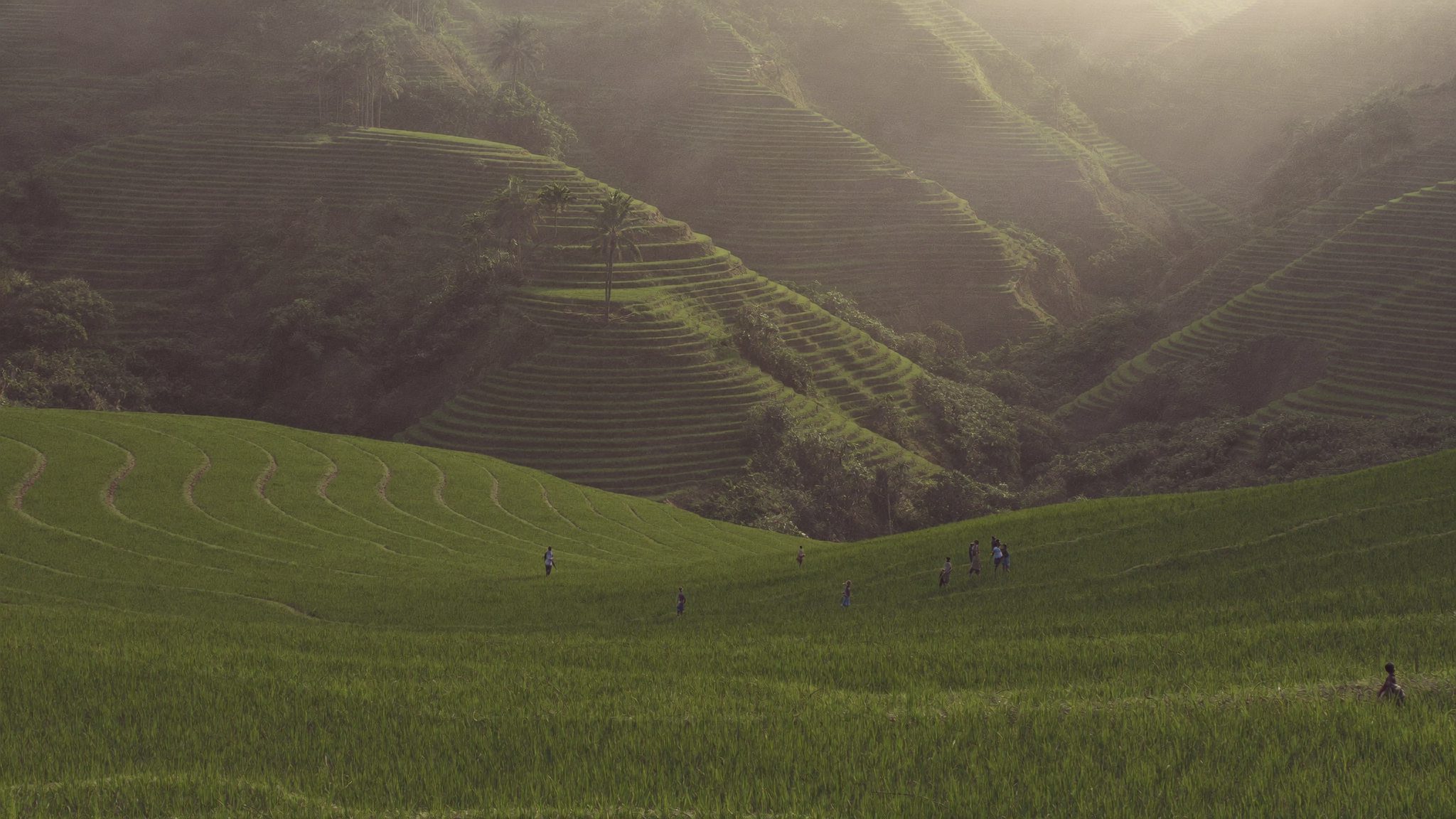 Sawah berteras dalam cahaya hangat di Indonesia